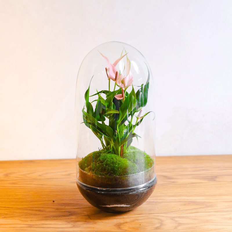 Terrario Guatemala - Imagen 2