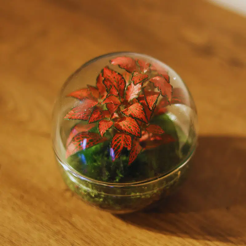 Terrario Quito - Imagen 2