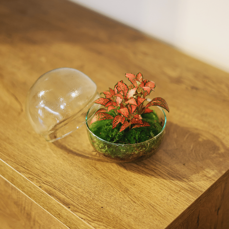 Terrario Quito - Imagen 3