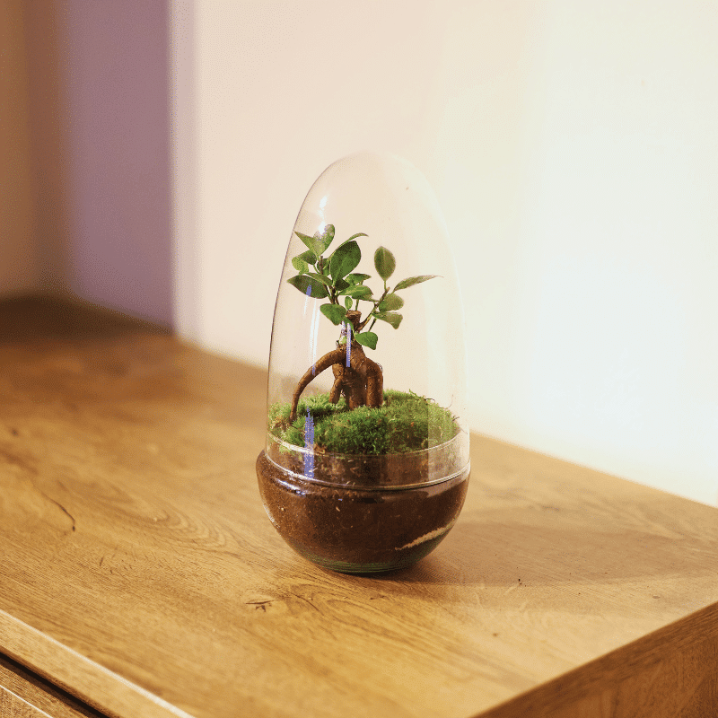 Terrario Cartagena - Imagen 6