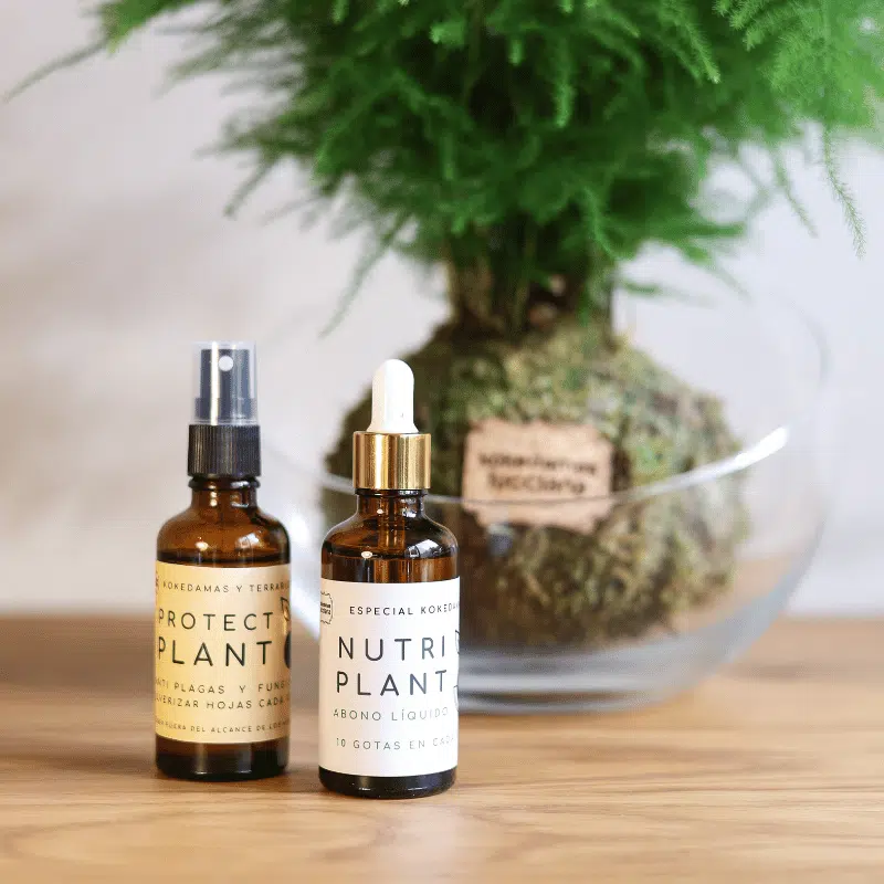 Pack Care Kokedama - Imagen 3