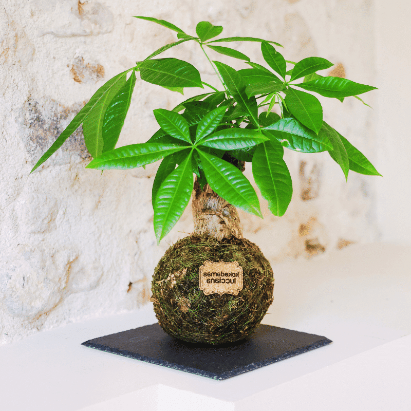 Kokedama Pachira - Kokedamas Lucciana