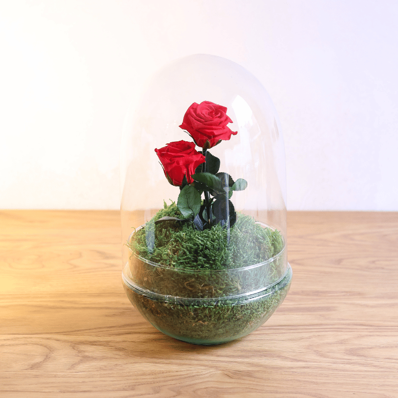 Rosa Amor Eterno