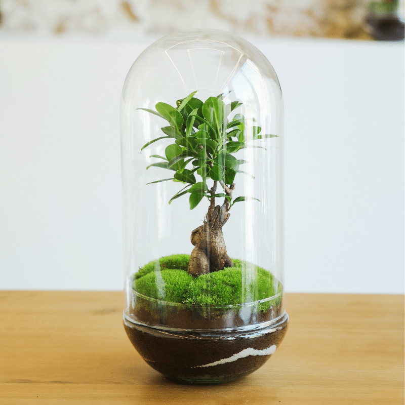 Terrario Cartagena - Imagen 3