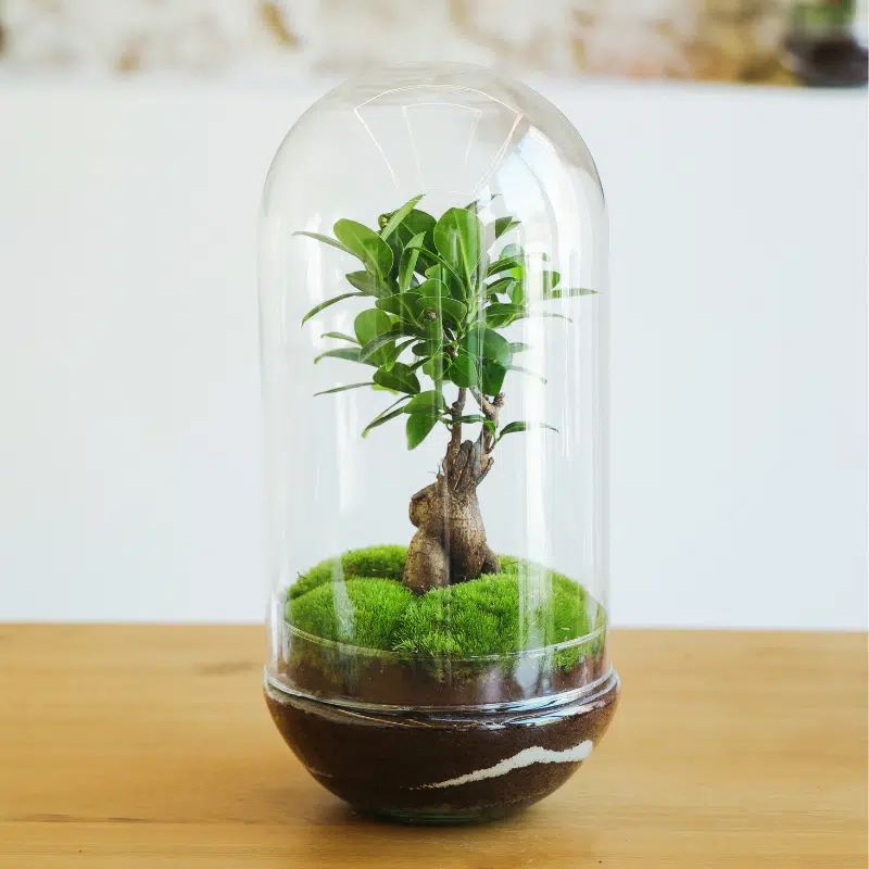 Terrario Cartagena - Imagen 3