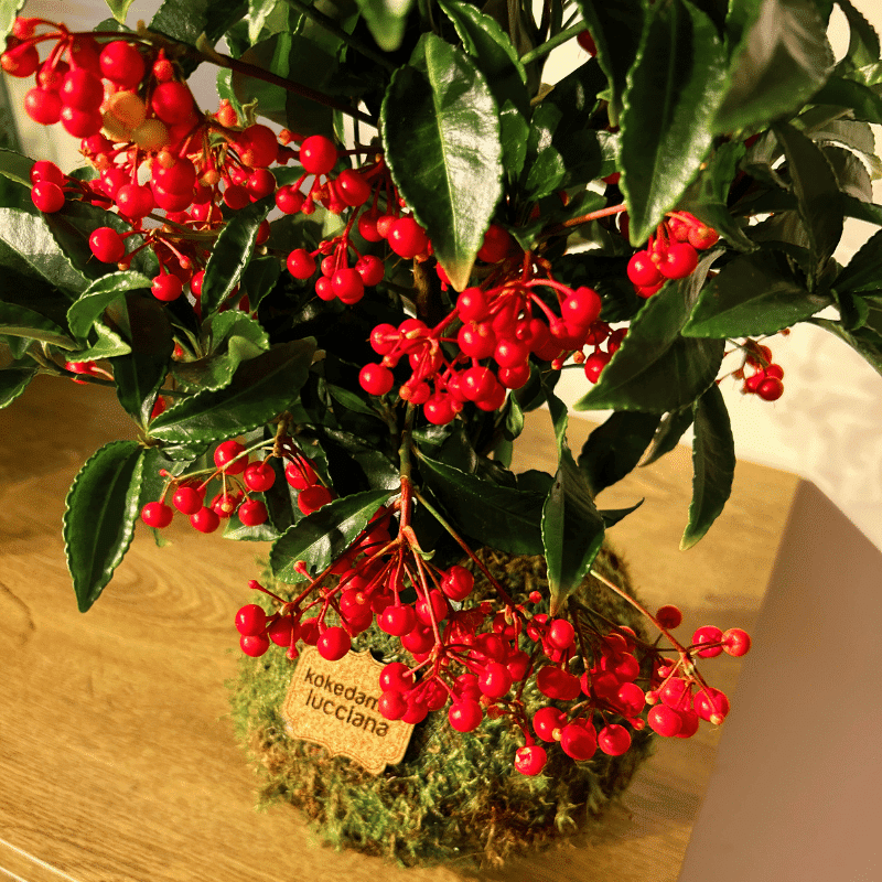 Kokedama Ardisia - Imagen 3