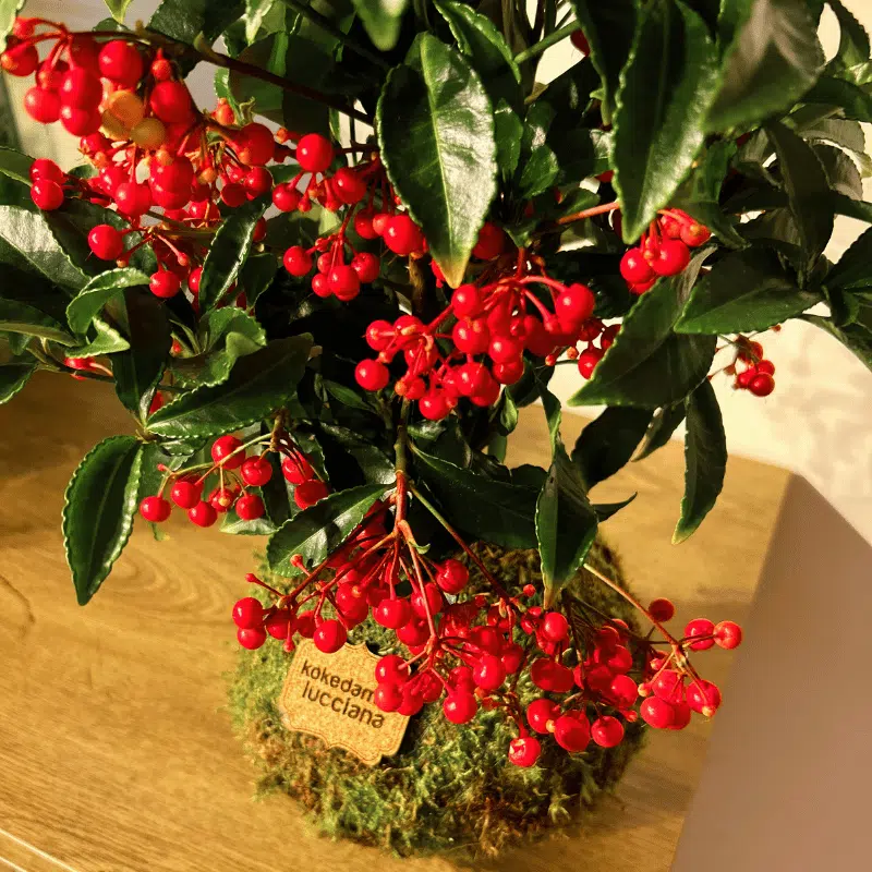 Kokedama Ardisia - Imagen 3