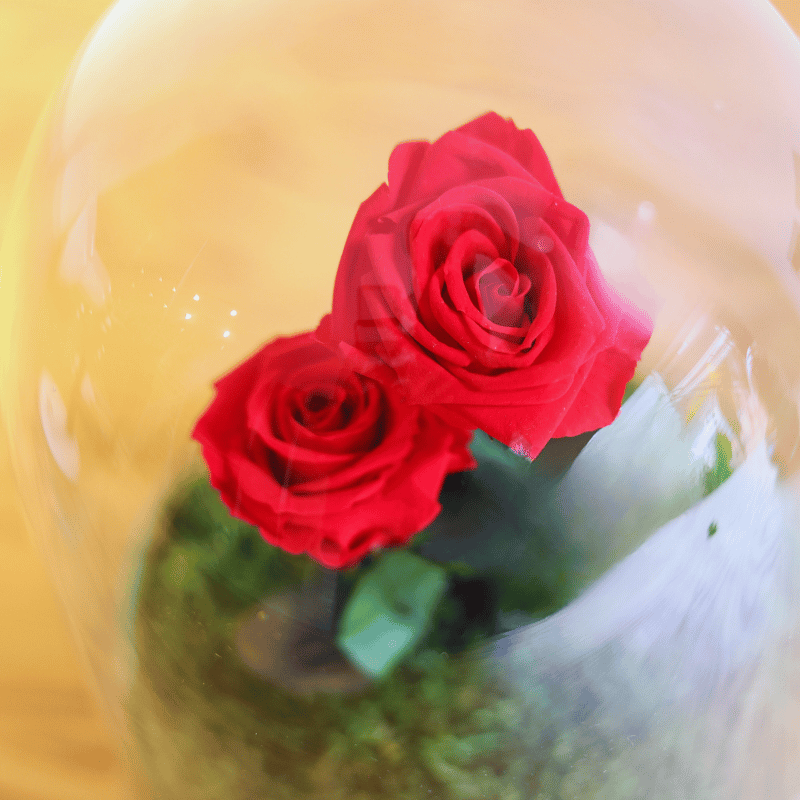 Rosa Amor Eterno - Imagen 2