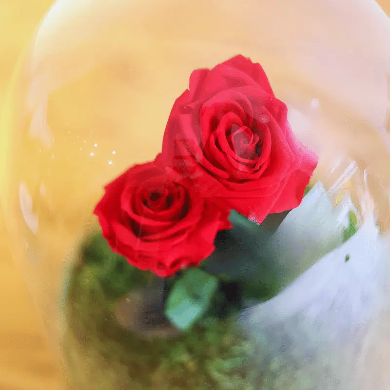 Rosa Amor Eterno - Imagen 2