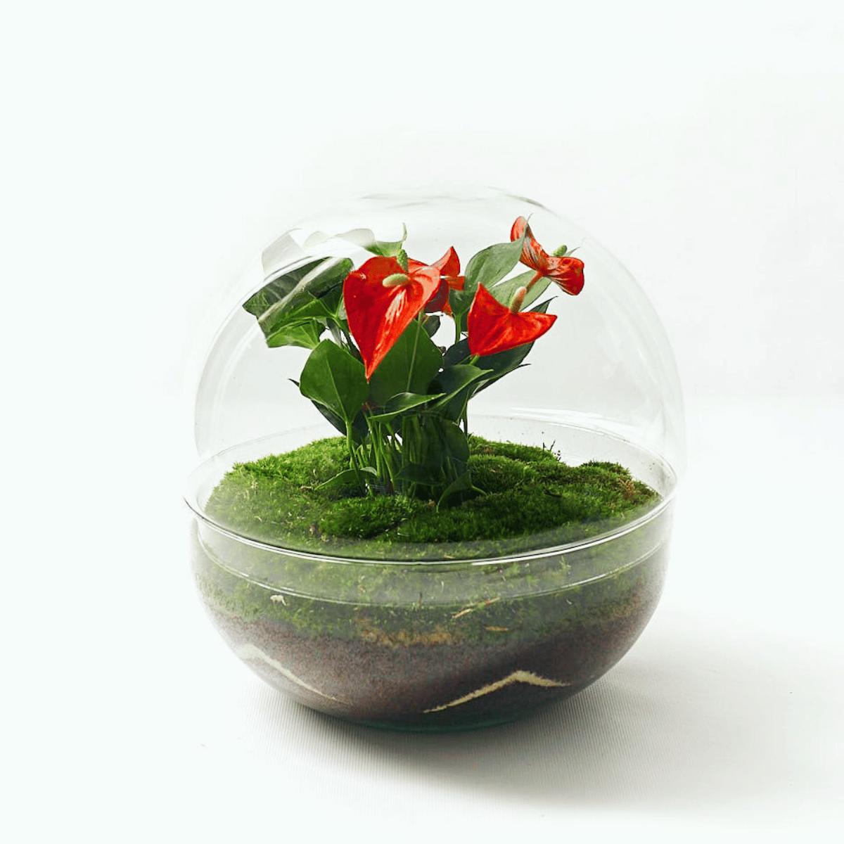Terrario Habana