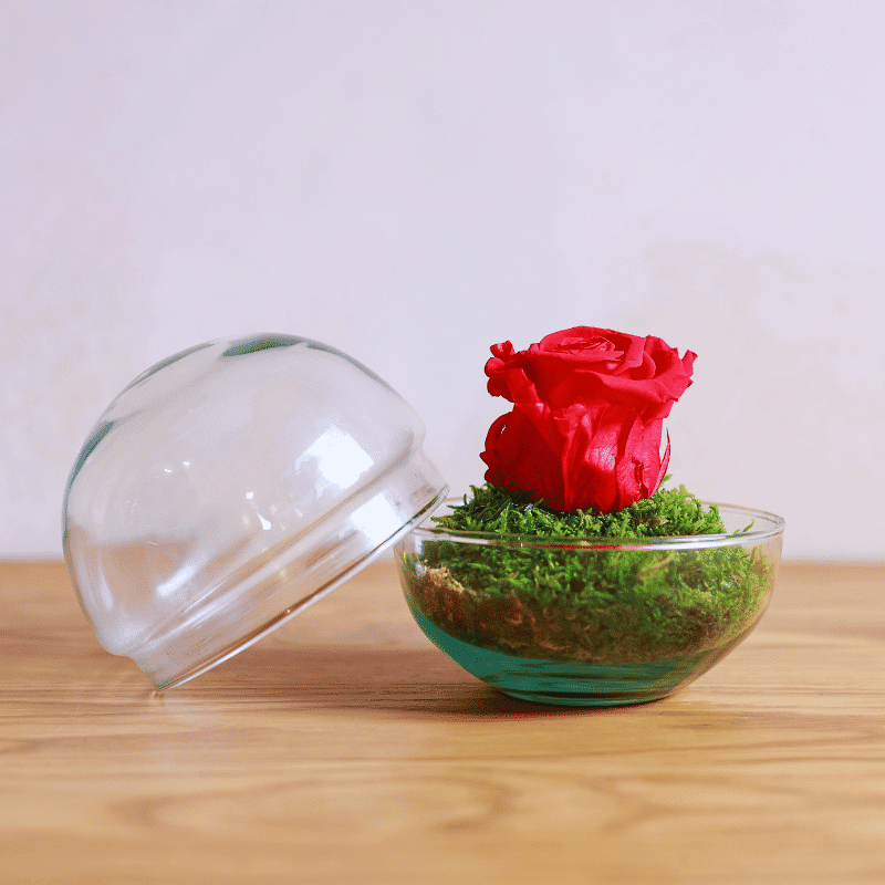 Rosa Dulzura Eterna - Imagen 4