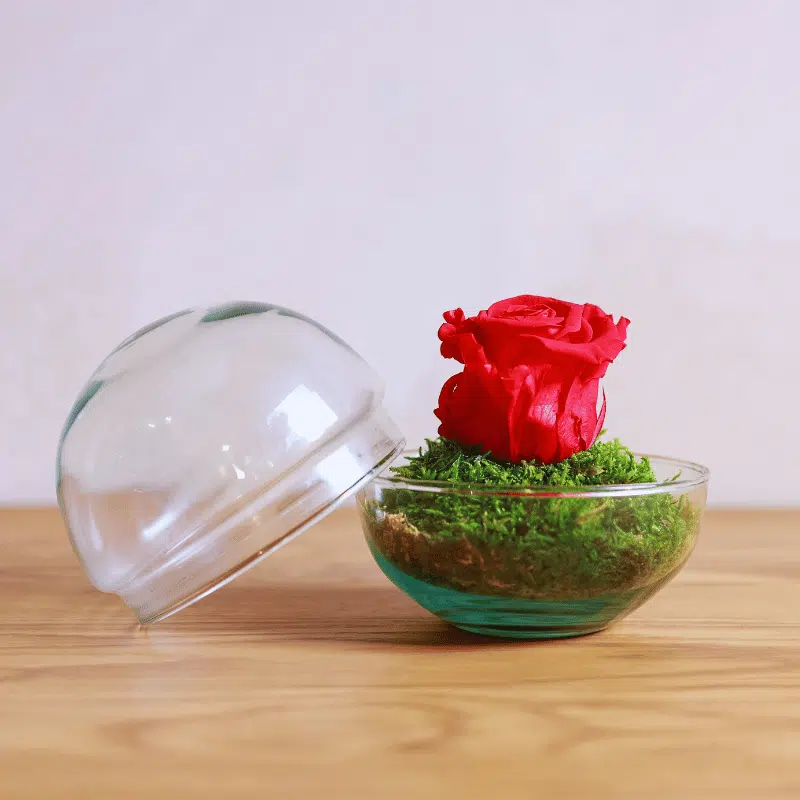 Rosa Dulzura Eterna - Imagen 4