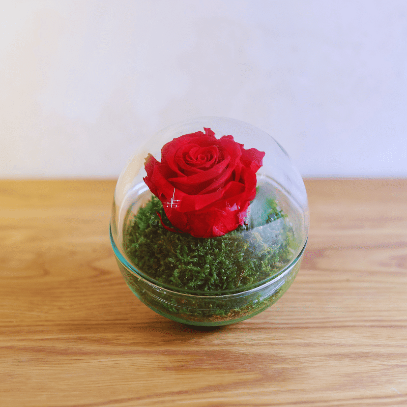 Rosa Dulzura Eterna