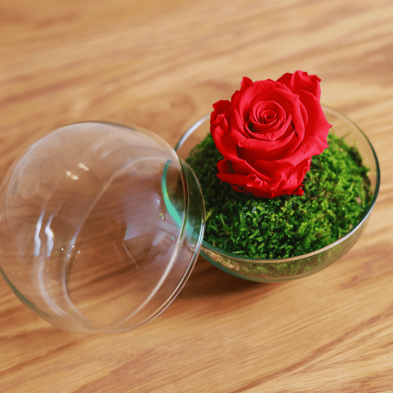 Rosa Dulzura Eterna - Imagen 3