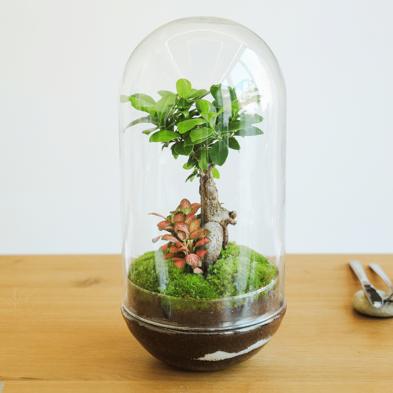 Terrario Río - Imagen 2