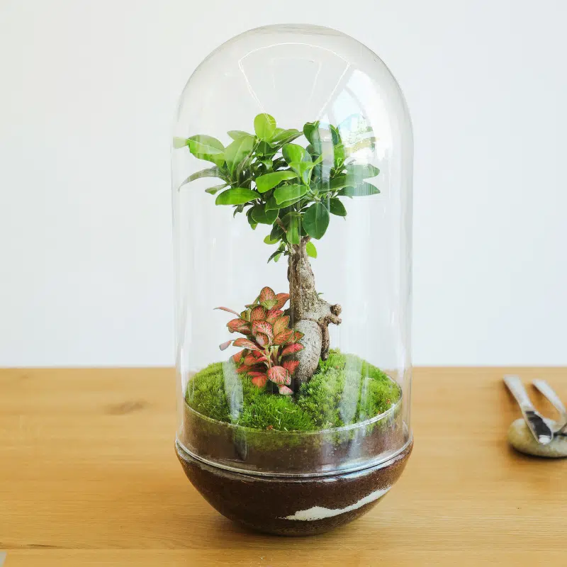 Terrario Río - Imagen 2