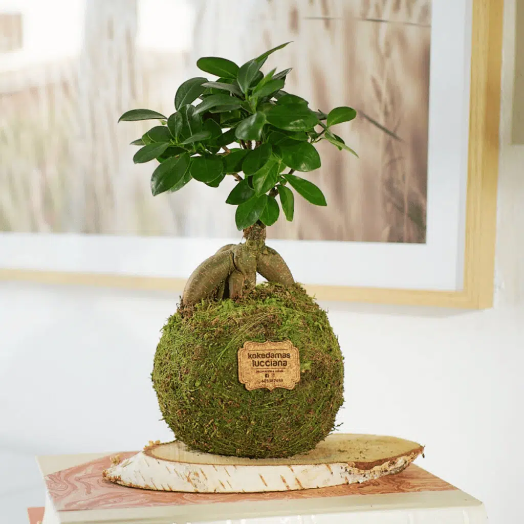 Kokedama Ficus Ginseng - Bola de Musgo - Kokedamas Lucciana