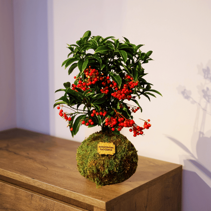 Kokedama Ardisia - Imagen 2