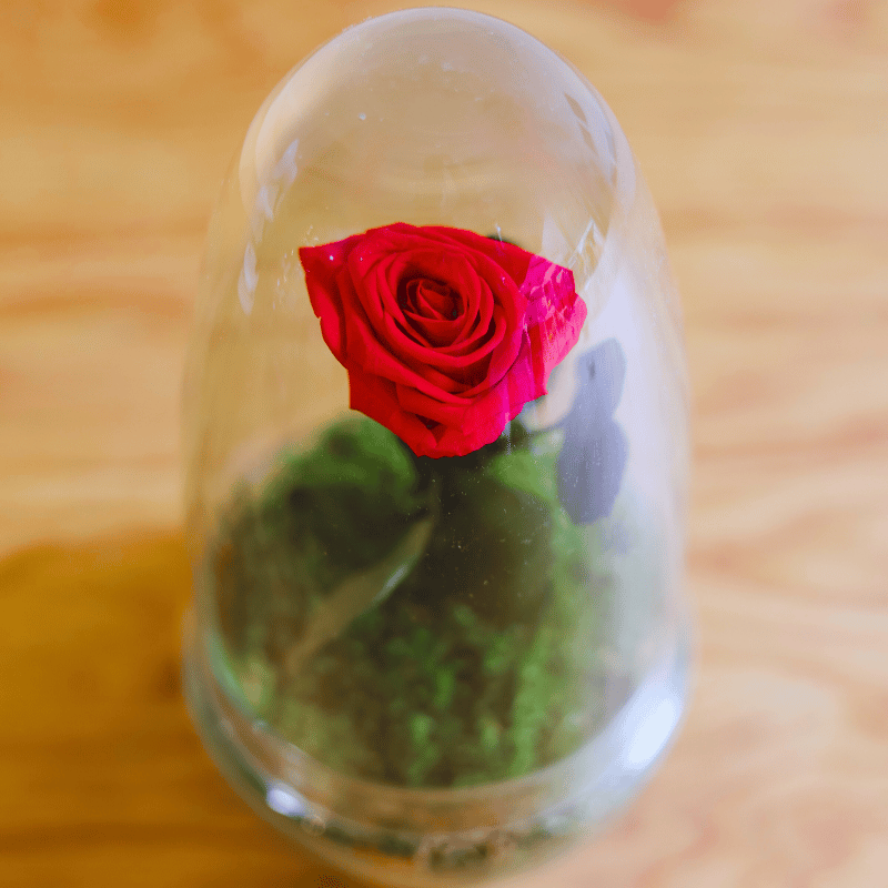 Rosa Pasión Eterna - Kokedamas Lucciana