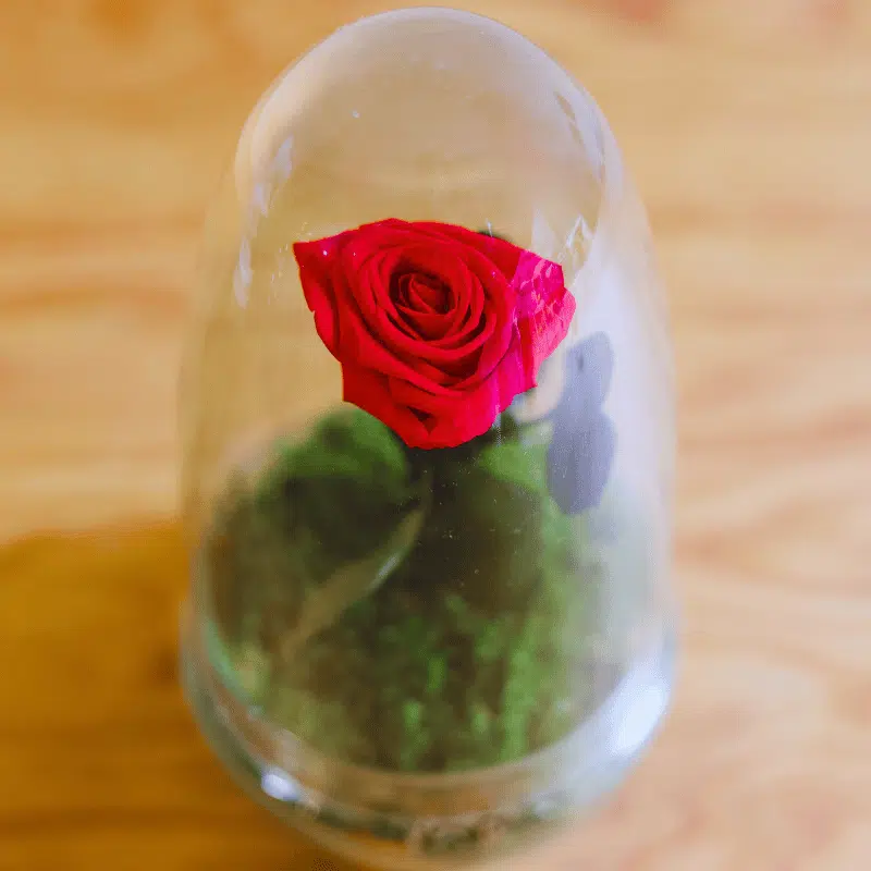 Rosa Pasión Eterna - Kokedamas Lucciana