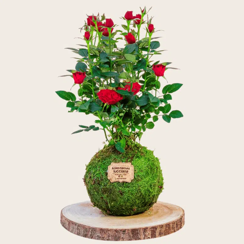 Kokedama de Rosa