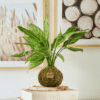 Kokedama Aglaonema - Bola de Musgo - Kokedamas Lucciana