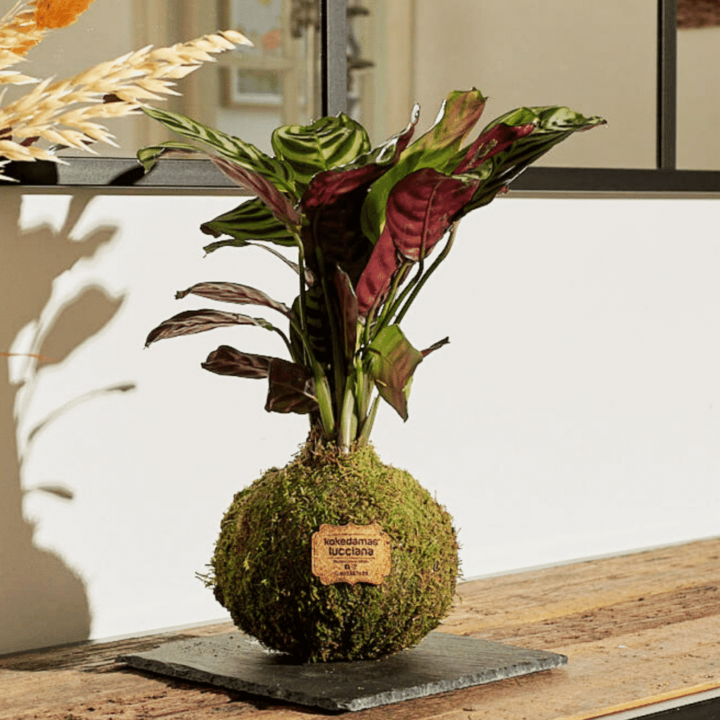 Kokedama Calathea - Bola de Musgo - Kokedamas Lucciana