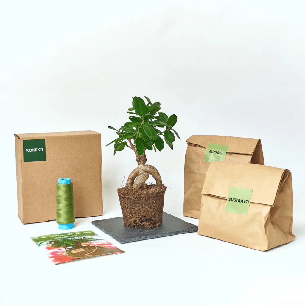 Koke Kit Ficus Ginseng