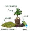 Koke Kit Ficus Ginseng