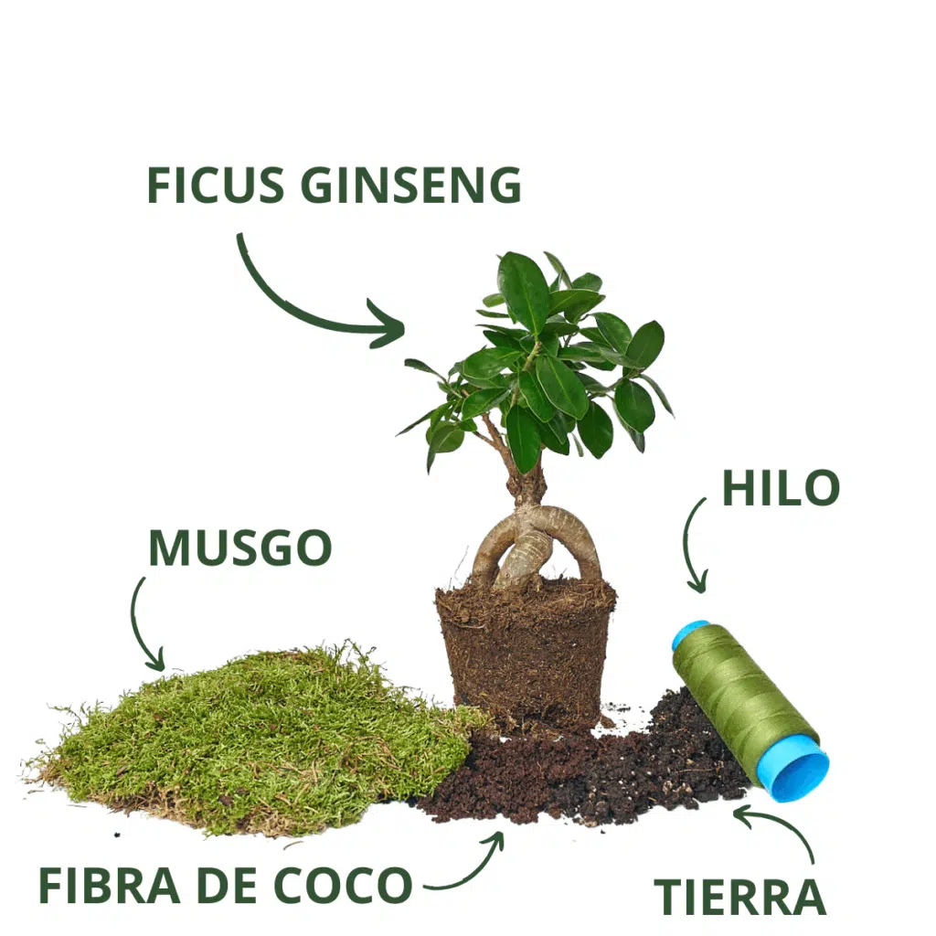 Koke Kit Ficus Ginseng