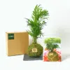 Kit de Kokedama de Palmera