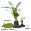 Kit de Kokedama de Palmera