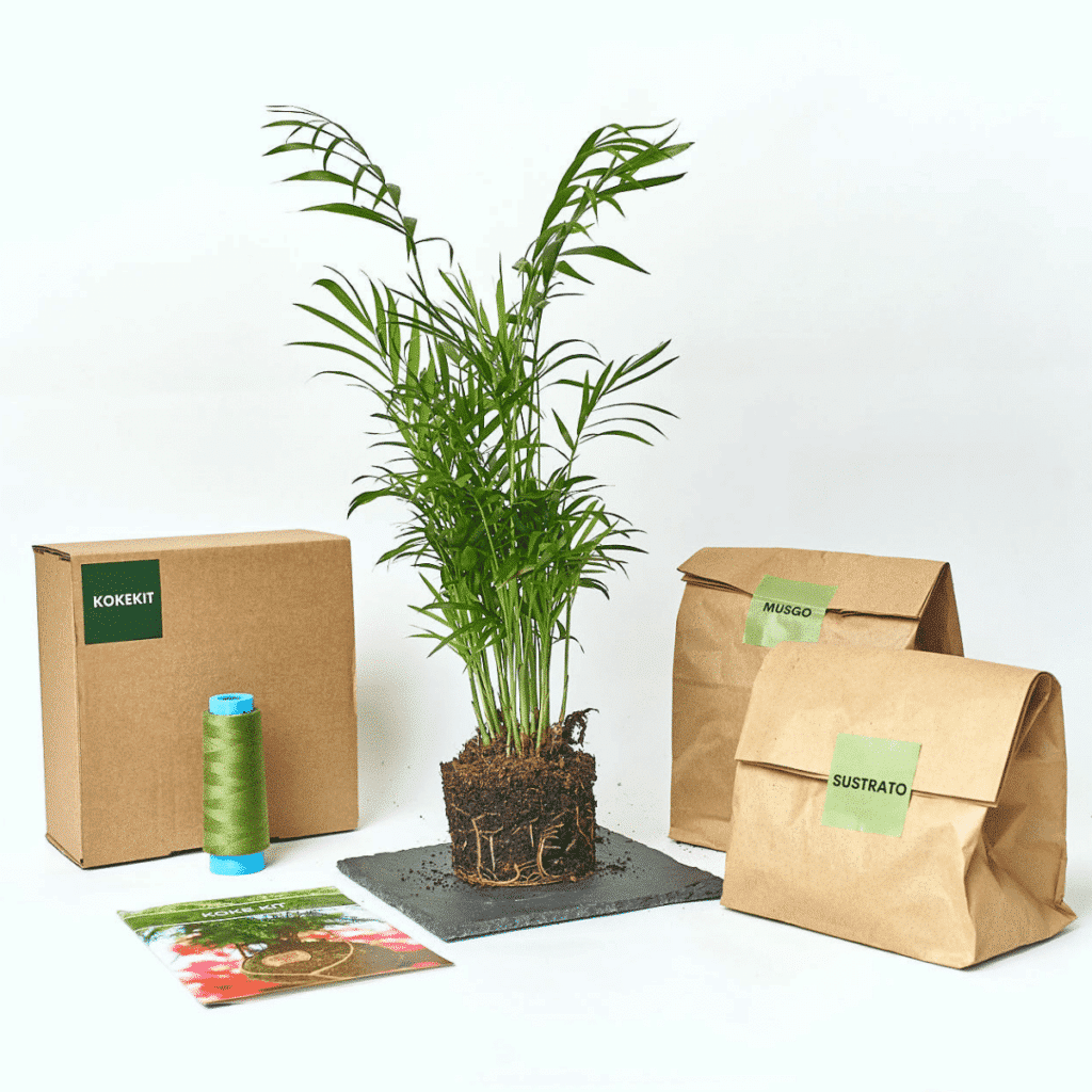 Kit de Kokedama de Palmera