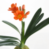 Kokedama Clivia Naranja - Kokedamas Lucciana