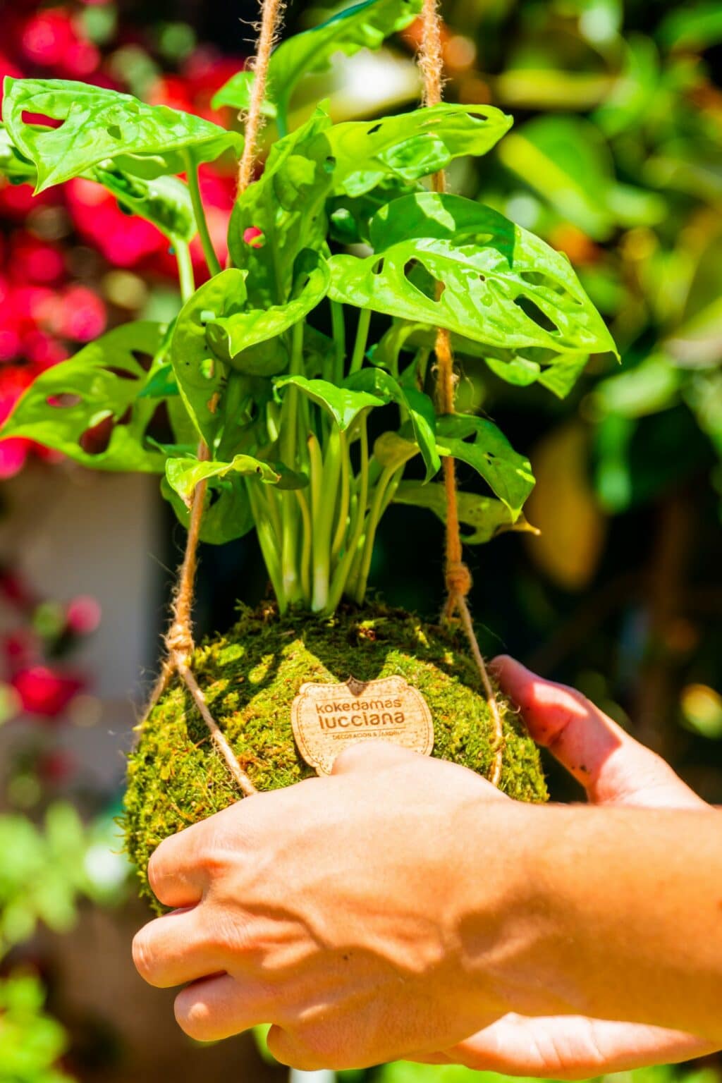 Sistema colgante de Kokedama - Imagen 2