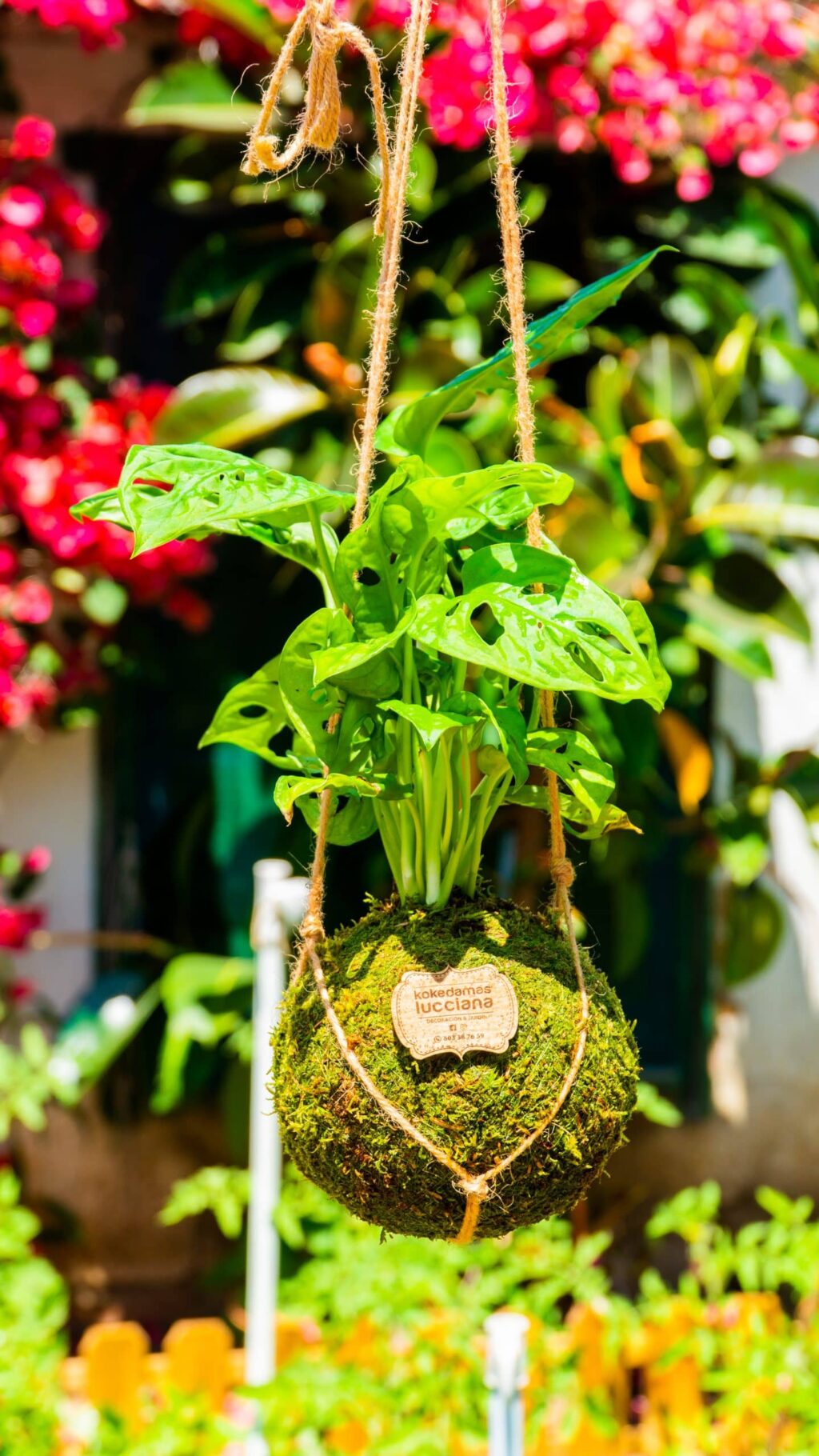 Sistema colgante de Kokedama