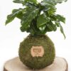 Kokedama Cafeto - Kokedamas Lucciana