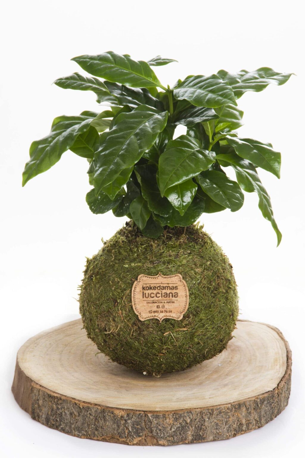 Kokedama Cafeto - Kokedamas Lucciana