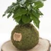 Kokedama Cafeto - Kokedamas Lucciana