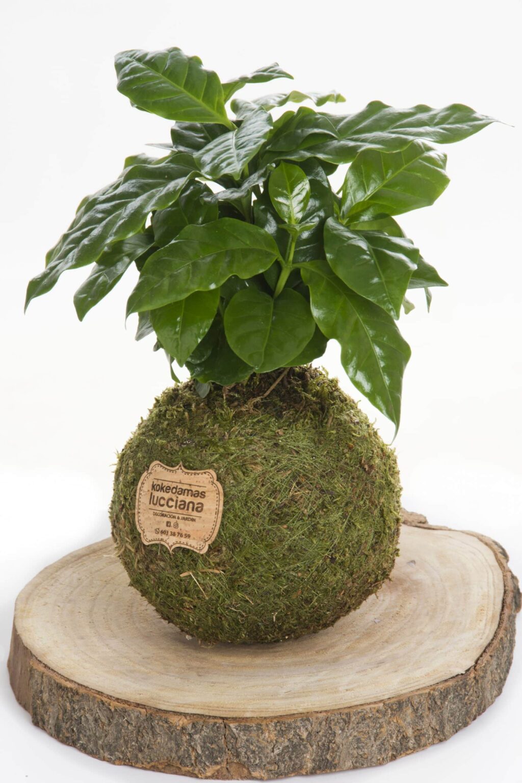 Kokedama Cafeto - Kokedamas Lucciana