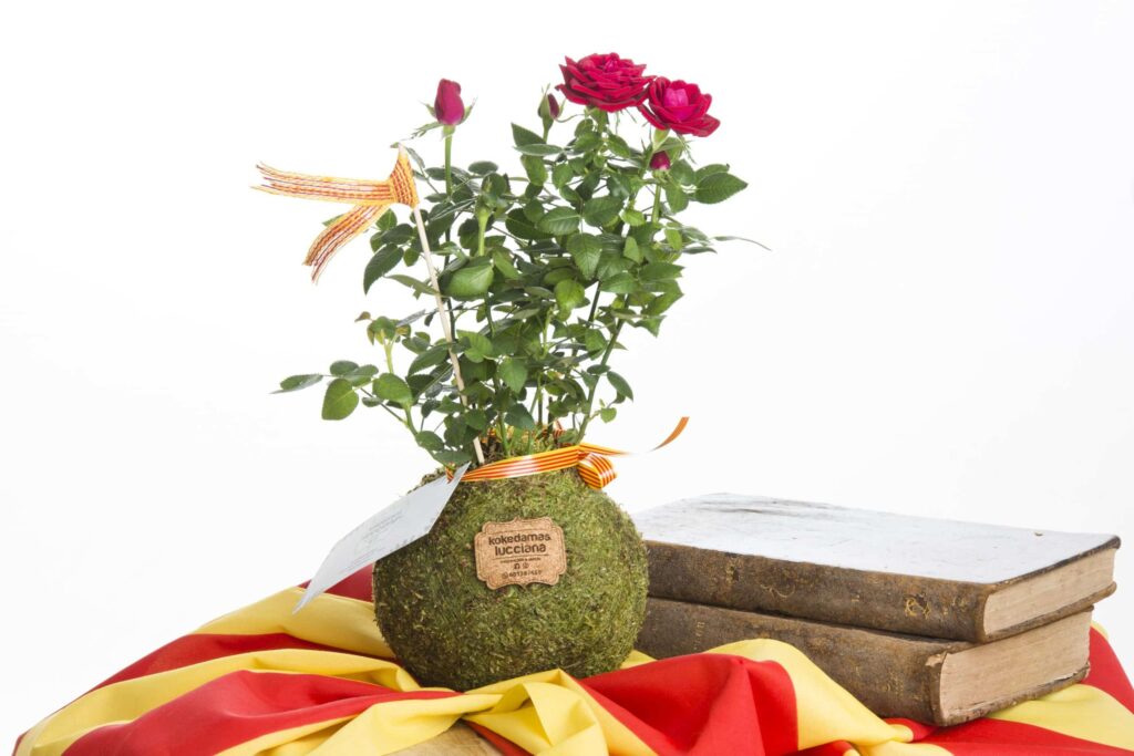 Kokedama Rosa de Sant Jordi - Imagen 2