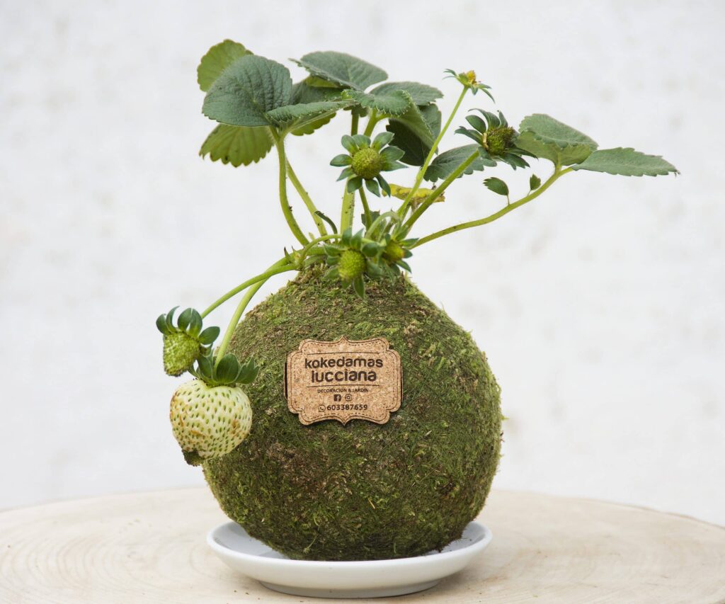 Kokedama de Fresas