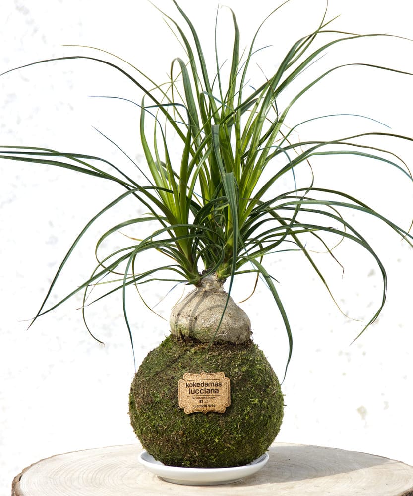 Kokedama Beucarnea Nolina