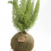 Kokedama Esparraguera Tubular