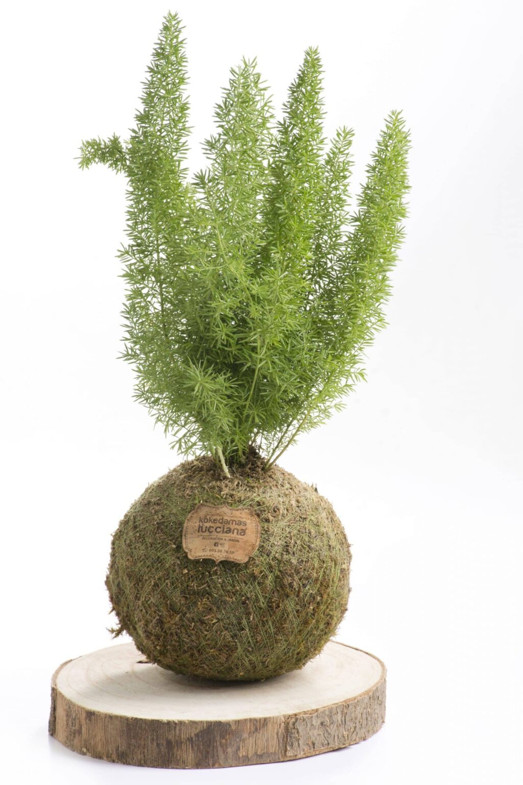 Kokedama Esparraguera Tubular