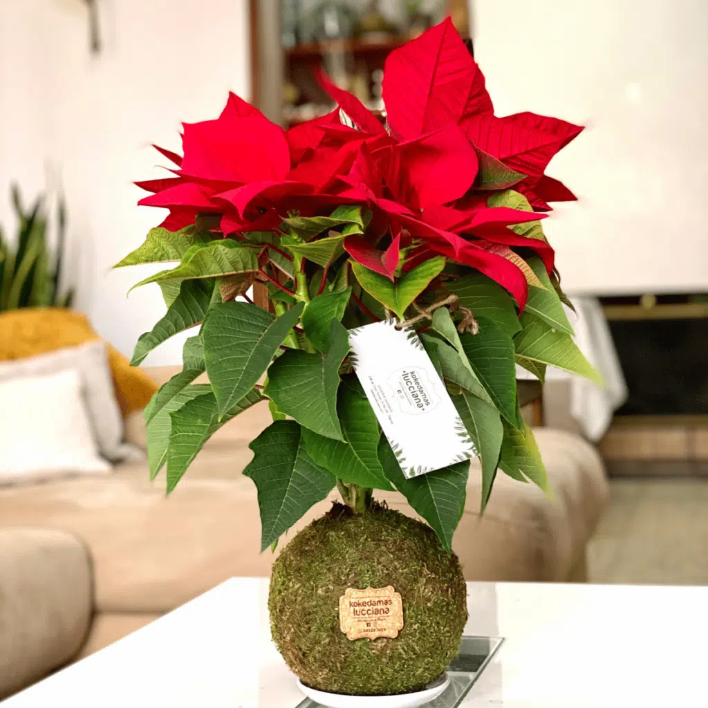 Kokedama Poinsettia - Kokedamas Lucciana