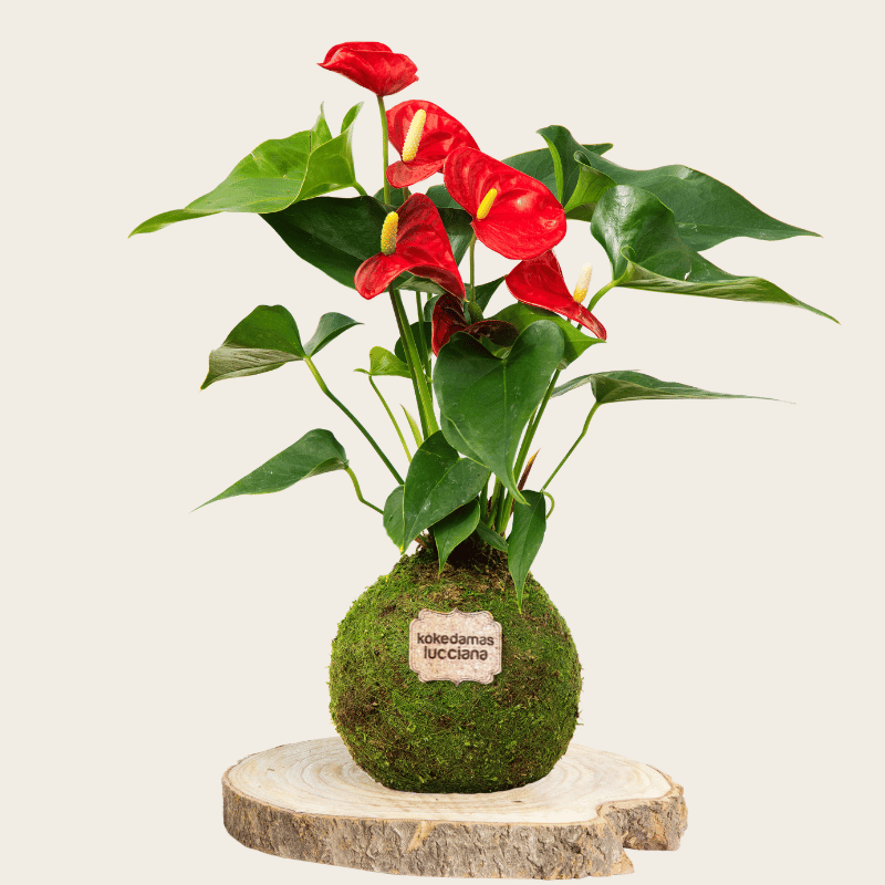 Kokedama Anturio