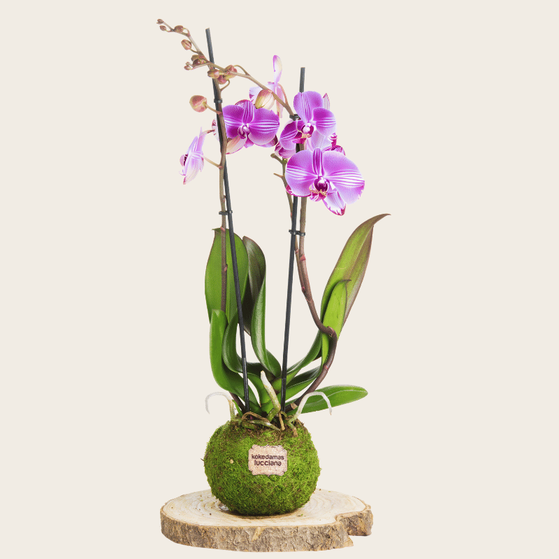 Kokedama OrquÃdea