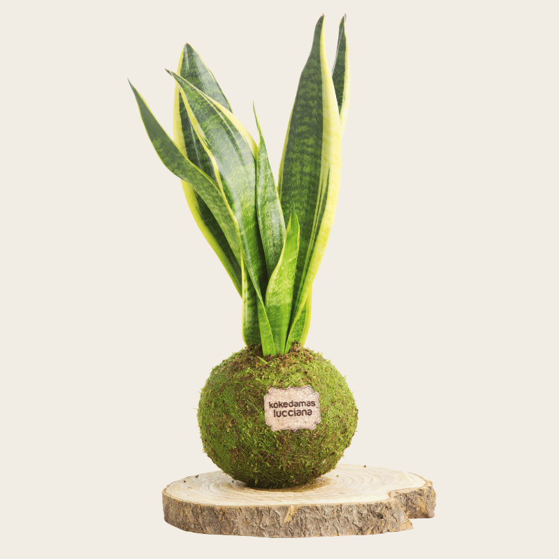 Kokedama Sansevieria