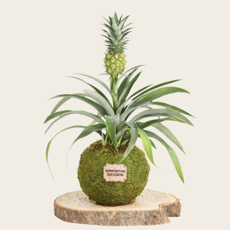 Kokedama de Piña